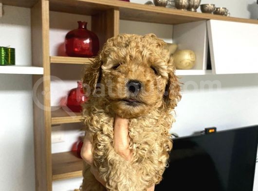 Sağlık Ve Irk Garantili Poodle Miniklerim görsel