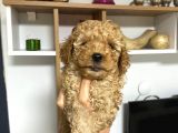 Sağlık Ve Irk Garantili Poodle Miniklerim