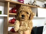 Sağlık Ve Irk Garantili Poodle Miniklerim