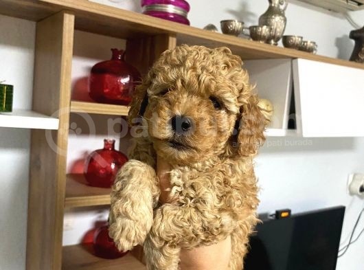 Sağlık Ve Irk Garantili Poodle Miniklerim görsel