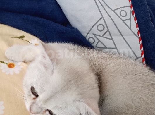 Minik Yavrucuk Yeni Yuvasını Arıyor görsel
