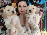 Burkemden Malti̇poo Yavrulari