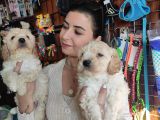 Burkemden Malti̇poo Yavrulari