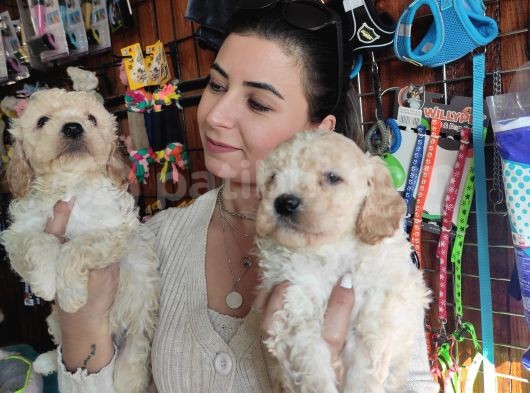 Burkemden Malti̇poo Yavrulari görsel