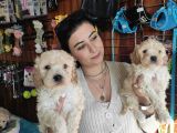 BURKEMDEN MALTİPOO YAVRULARI