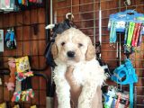 Burkemden Malti̇poo Yavrulari