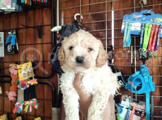 Burkemden Malti̇poo Yavrulari görsel