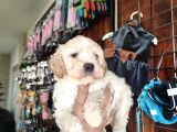 Burkemden Malti̇poo Yavrulari