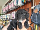 Black Poodle Yavrular Burkemden