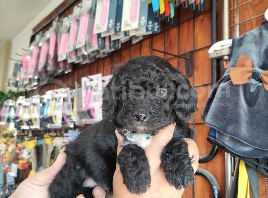 Black Poodle Yavrular Burkemden görsel