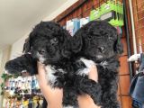 Black Poodle Yavrular Burkemden