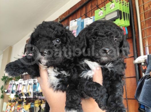 Black Poodle Yavrular Burkemden görsel