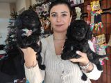 BLACK POODLE YAVRULAR BURKEMDEN