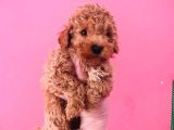 Toy Poodle Yavrularım Sağlıklı Ev Doğumlu ve Pet Eğitimli