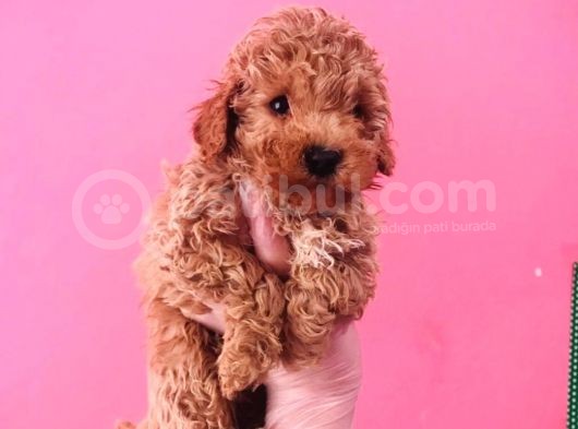 Toy Poodle Yavrularım Sağlıklı Ev Doğumlu Ve Pet Eğitimli