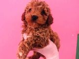 Toy Poodle Yavrularım Sağlıklı Ev Doğumlu Ve Pet Eğitimli
