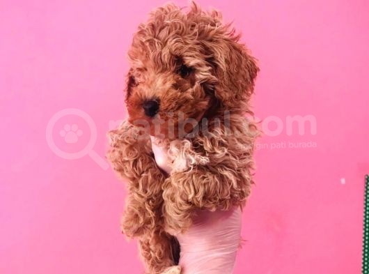 Toy Poodle Yavrularım Sağlıklı Ev Doğumlu Ve Pet Eğitimli görsel