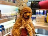 En Mi̇ni̇k Boy - Toy Poodle Bebekler - Aron Güvencesi̇ İle