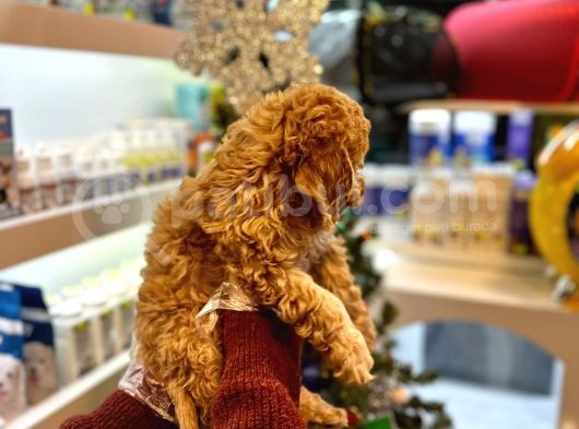 En Mi̇ni̇k Boy - Toy Poodle Bebekler - Aron Güvencesi̇ İle görsel