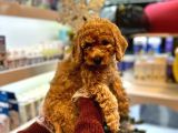 En Mi̇ni̇k Boy - Toy Poodle Bebekler - Aron Güvencesi̇ İle