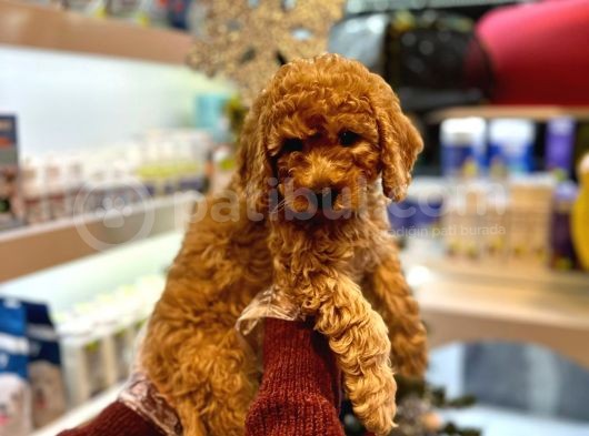 En Mi̇ni̇k Boy - Toy Poodle Bebekler - Aron Güvencesi̇ İle görsel