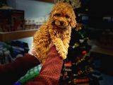 En Mi̇ni̇k Boy - Toy Poodle Bebekler - Aron Güvencesi̇ İle