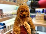 En Mi̇ni̇k Boy - Toy Poodle Bebekler - Aron Güvencesi̇ İle