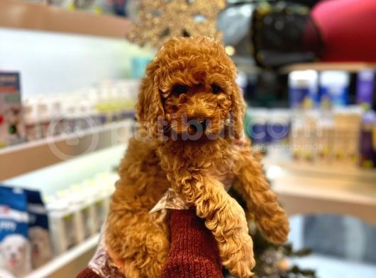 En Mi̇ni̇k Boy - Toy Poodle Bebekler - Aron Güvencesi̇ İle görsel