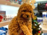 En Mi̇ni̇k Boy - Toy Poodle Bebekler - Aron Güvencesi̇ İle