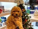 En Mi̇ni̇k Boy - Toy Poodle Bebekler - Aron Güvencesi̇ İle