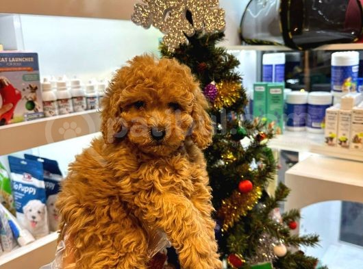 En Mi̇ni̇k Boy - Toy Poodle Bebekler - Aron Güvencesi̇ İle görsel