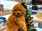 En Mi̇ni̇k Boy - Toy Poodle Bebekler - Aron Güvencesi̇ İle