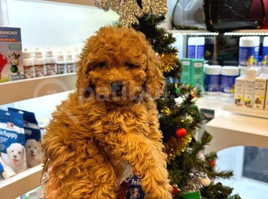 En Mi̇ni̇k Boy - Toy Poodle Bebekler - Aron Güvencesi̇ İle görsel