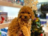 EN MİNİK BOY - TOY POODLE BEBEKLER - ARON GÜVENCESİ İLE