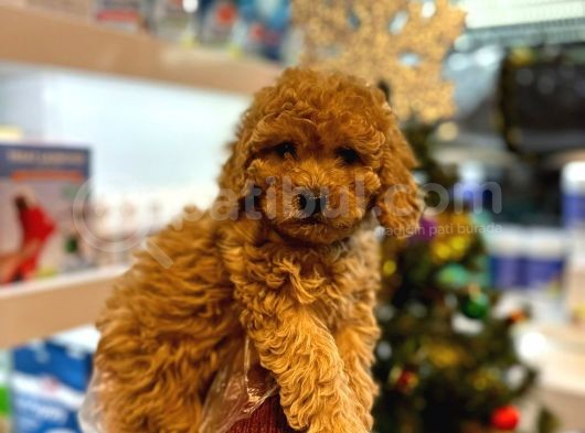 En Mi̇ni̇k Boy - Toy Poodle Bebekler - Aron Güvencesi̇ İle
