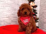 Orji̇nal Toy Poodle Yavrular