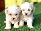 BEYAZ SAFKAN MALTİPOO YAVRULARI