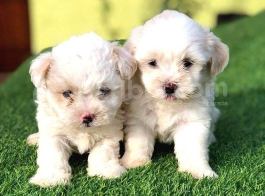 Beyaz Safkan Malti̇poo Yavrulari