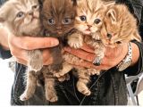 Kaliteli British Shorthair Anne Babadan Bebek Yüzlü Yavrular