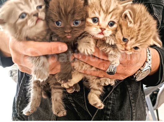 Kaliteli British Shorthair Anne Babadan Bebek Yüzlü Yavrular