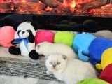 Aile Sıcaklığnda Büyüyen  Scottish Fold British Yvrlr