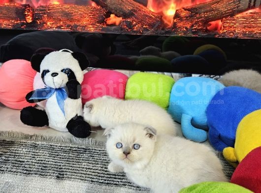 Aile Sıcaklığnda Büyüyen  Scottish Fold British Yvrlr görsel