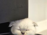 Aile Sıcaklığnda Büyüyen  Scottish Fold British Yvrlr