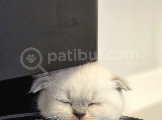 Aile Sıcaklığnda Büyüyen  Scottish Fold British Yvrlr görsel