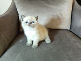 Aile Sıcaklığnda Büyüyen  Scottish Fold British Yvrlr