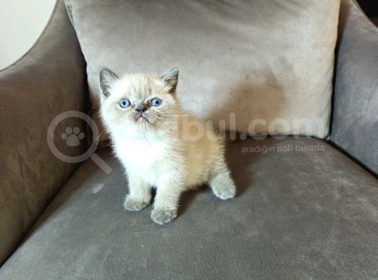 Aile Sıcaklığnda Büyüyen  Scottish Fold British Yvrlr görsel