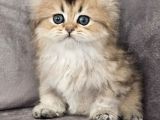 Şampiyon Full Scrli British Longhair Yavrularim