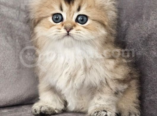 Şampiyon Full Scrli British Longhair Yavrularim görsel