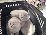 Aile sıcaklığnda büyüyen  scottish fold british yvrlr