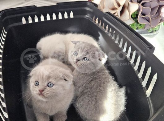 Aile Sıcaklığnda Büyüyen  Scottish Fold British Yvrlr